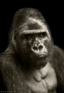 ape portrait black-white zoo captive